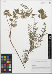 Foto von Salix repens L.